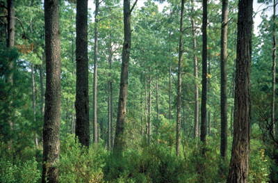 Sustainable Forestry Initiative: What Does This Label Mean? Image